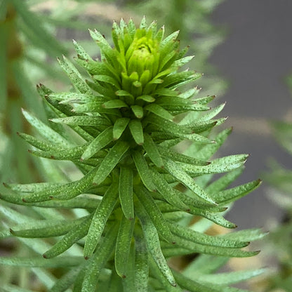 Mare's tail | Hippuris vulgaris