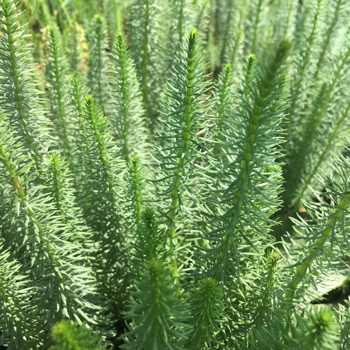 Mare's tail | Hippuris vulgaris