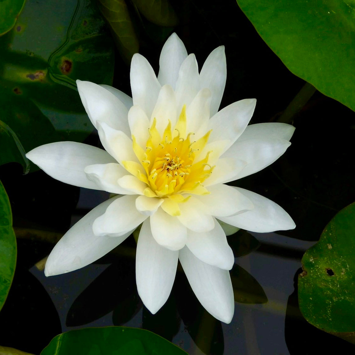 Marliacea Albida Waterlily