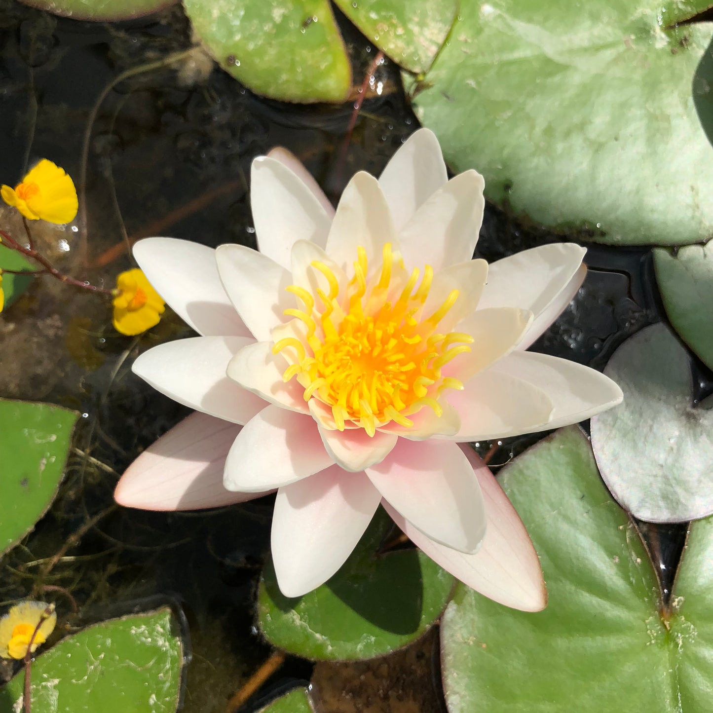 Marliacea Carnea Waterlily