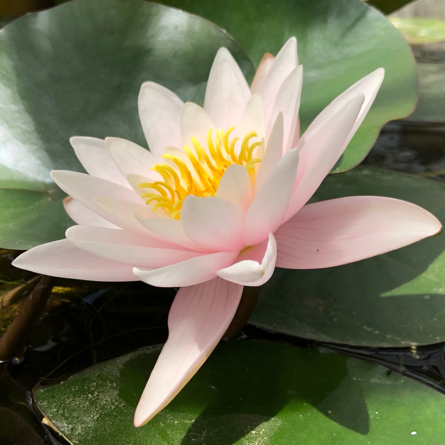 Marliacea Carnea Waterlily