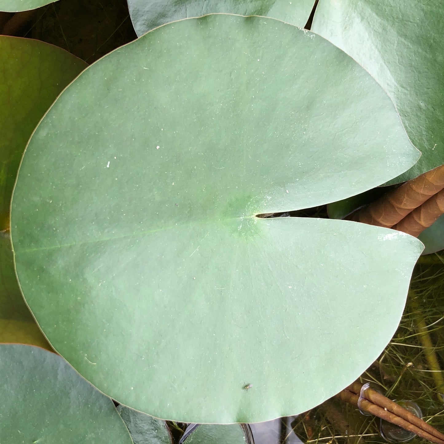 Marliacea Carnea Waterlily