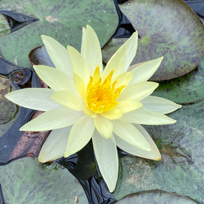 Marliacea Chromatella Waterlily