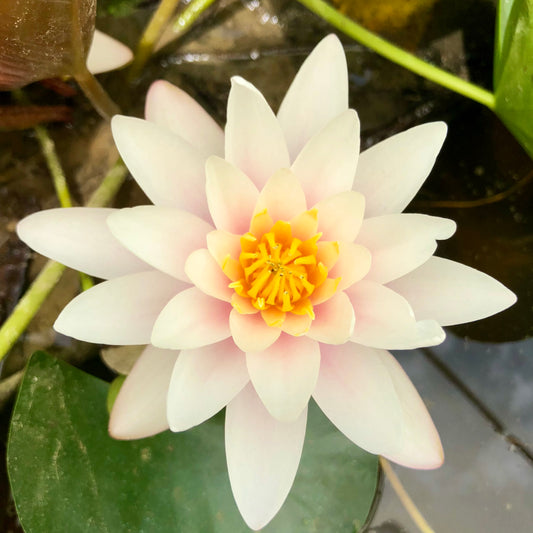 Marliacea Rosea Waterlily