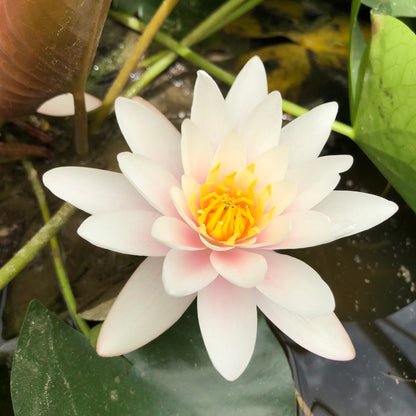 Marliacea Rosea Waterlily