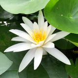 Marliacea Albida Waterlily