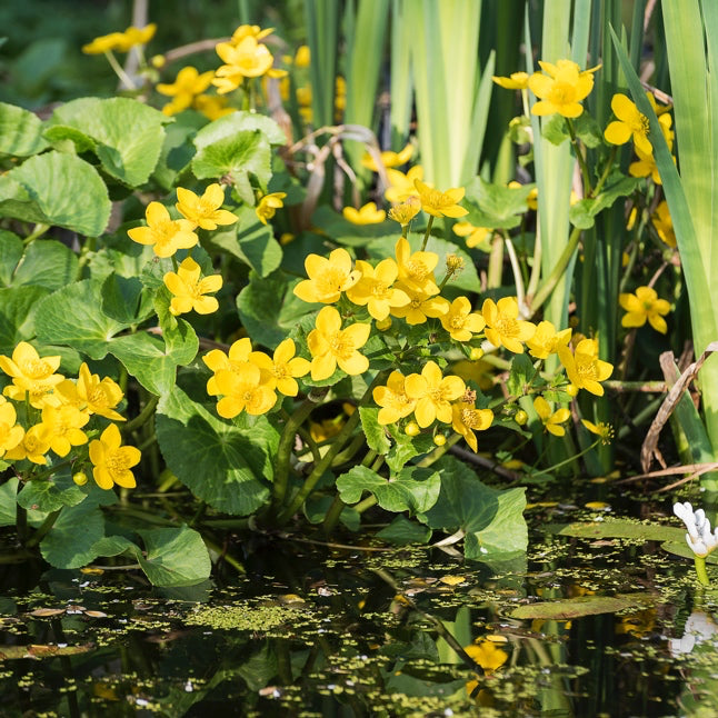 Marsh Marigold | Caltha palustris