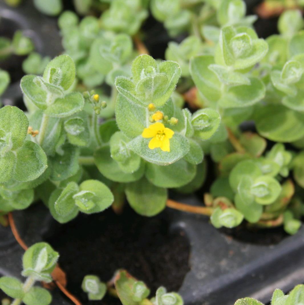 Marsh St John's Wort-(Hypericum elodes)