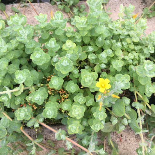 Marsh St John's Wort-(Hypericum elodes)