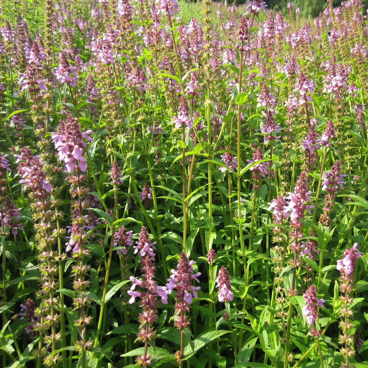 Marsh Woundwort-(Stachys palustris)