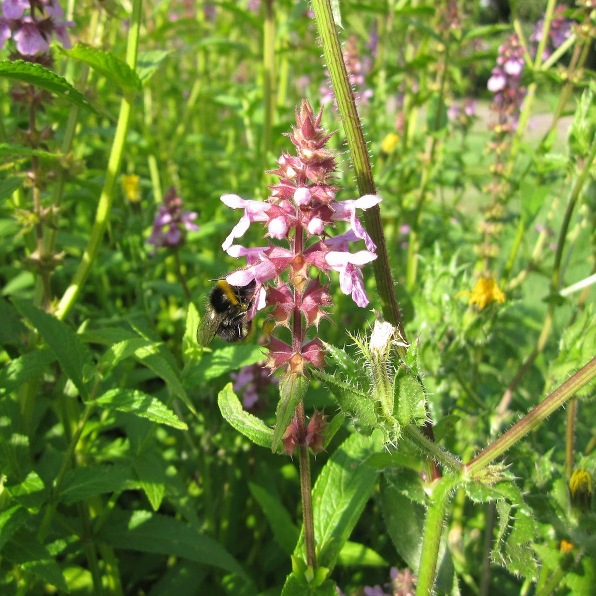 Marsh Woundwort-(Stachys palustris)