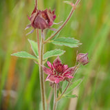 Marsh Cinquefoil | Potentilla palustris