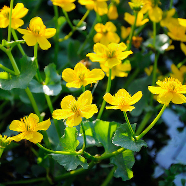 Marsh Marigold - is an early season pond plant that produces yellow buttercup likes flowers