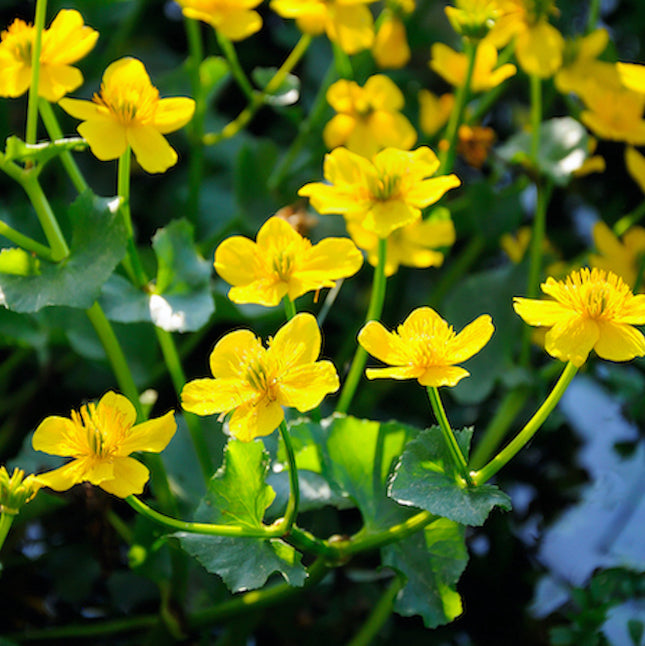 Marsh Marigold - is an early season pond plant that produces yellow buttercup likes flowers