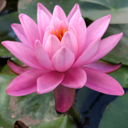 Mayla Waterlily