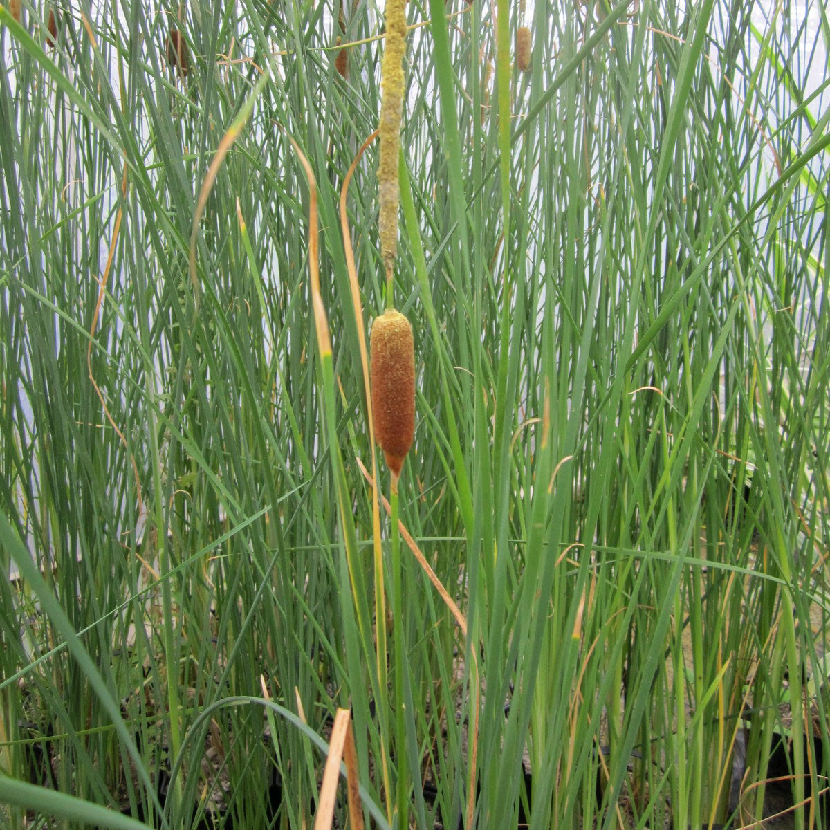 Medium Bulrush | Typha gracilis