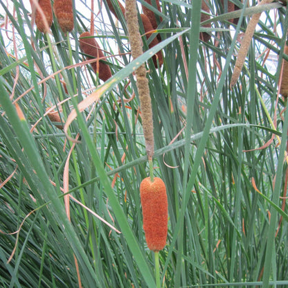 Medium Bulrush | Typha gracilis