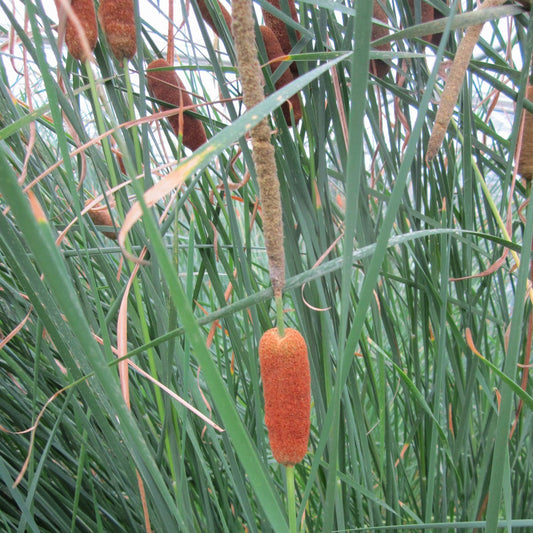 Medium Bulrush-(Typha gracilis)