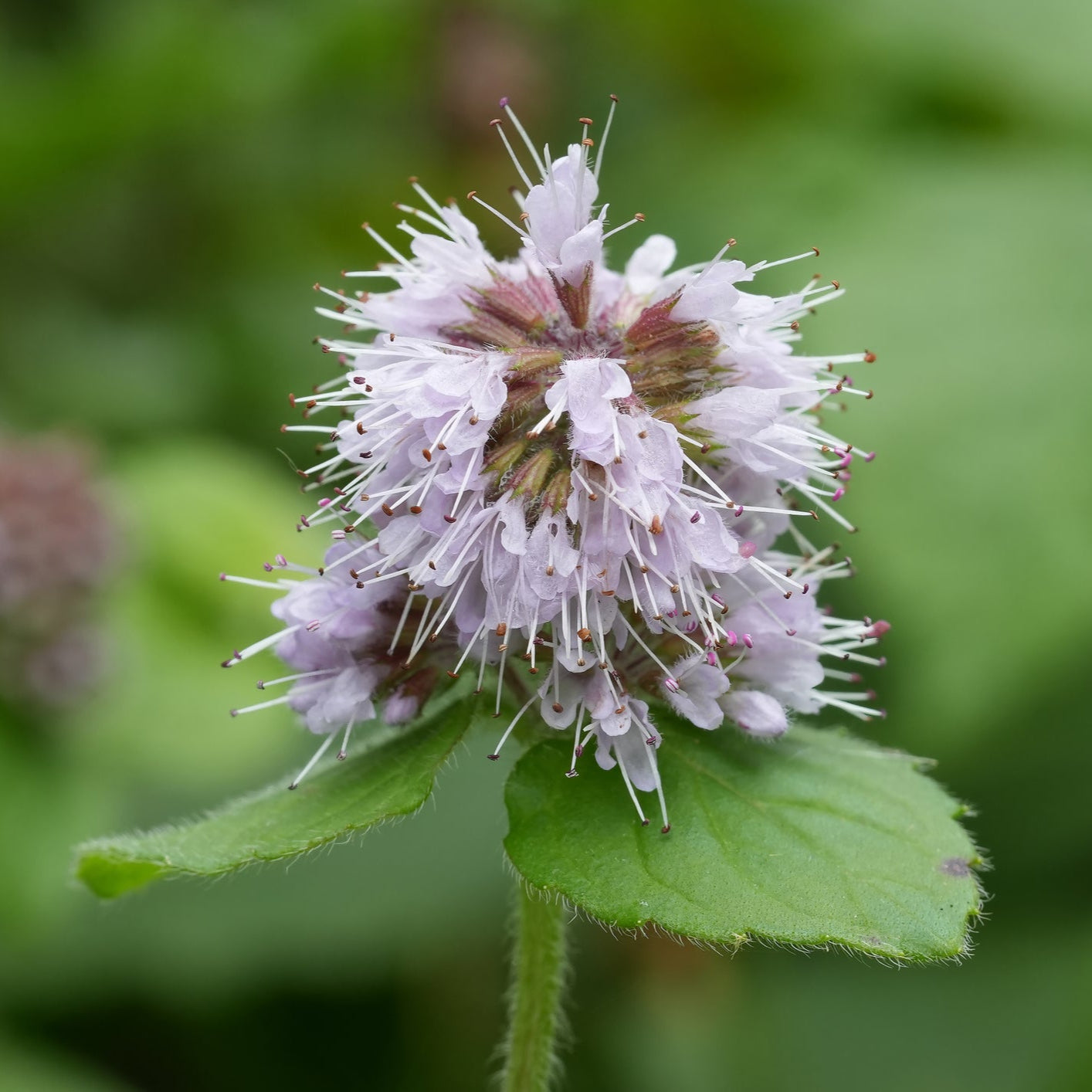 Water Mint | Mentha Aquatica