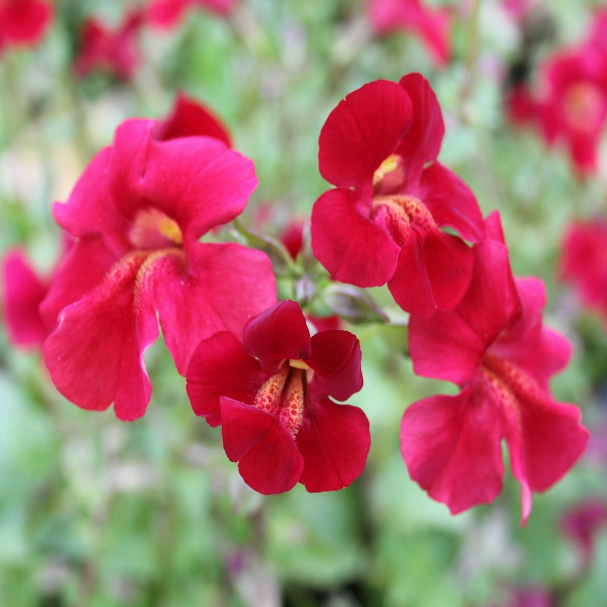 Mimulus cupreus 'Red Emperor'