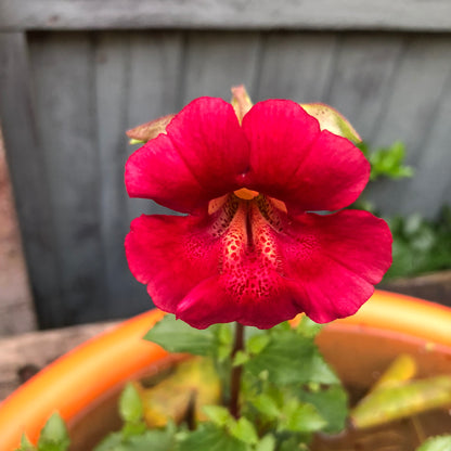 Mimulus cupreus 'Red Emperor'