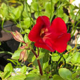 Mimulus cupreus 'Red Emperor'