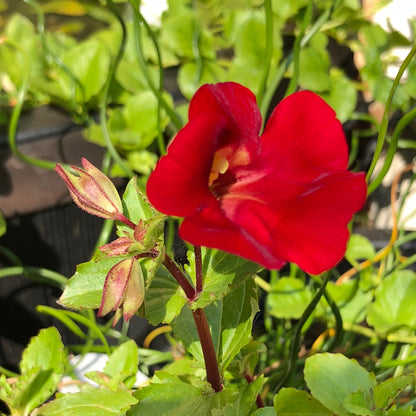 Mimulus cupreus 'Red Emperor'