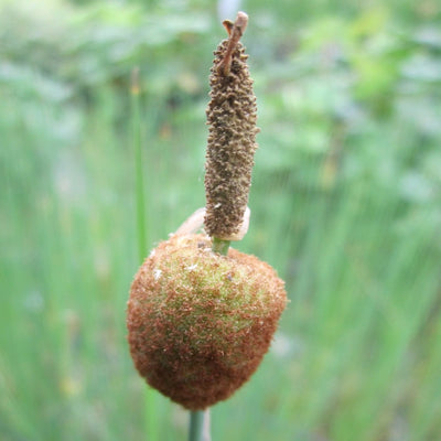 Miniature Bulrush-(Typha minima)