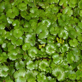 Miniature Pennywort | Hydrocotyle nova zealand