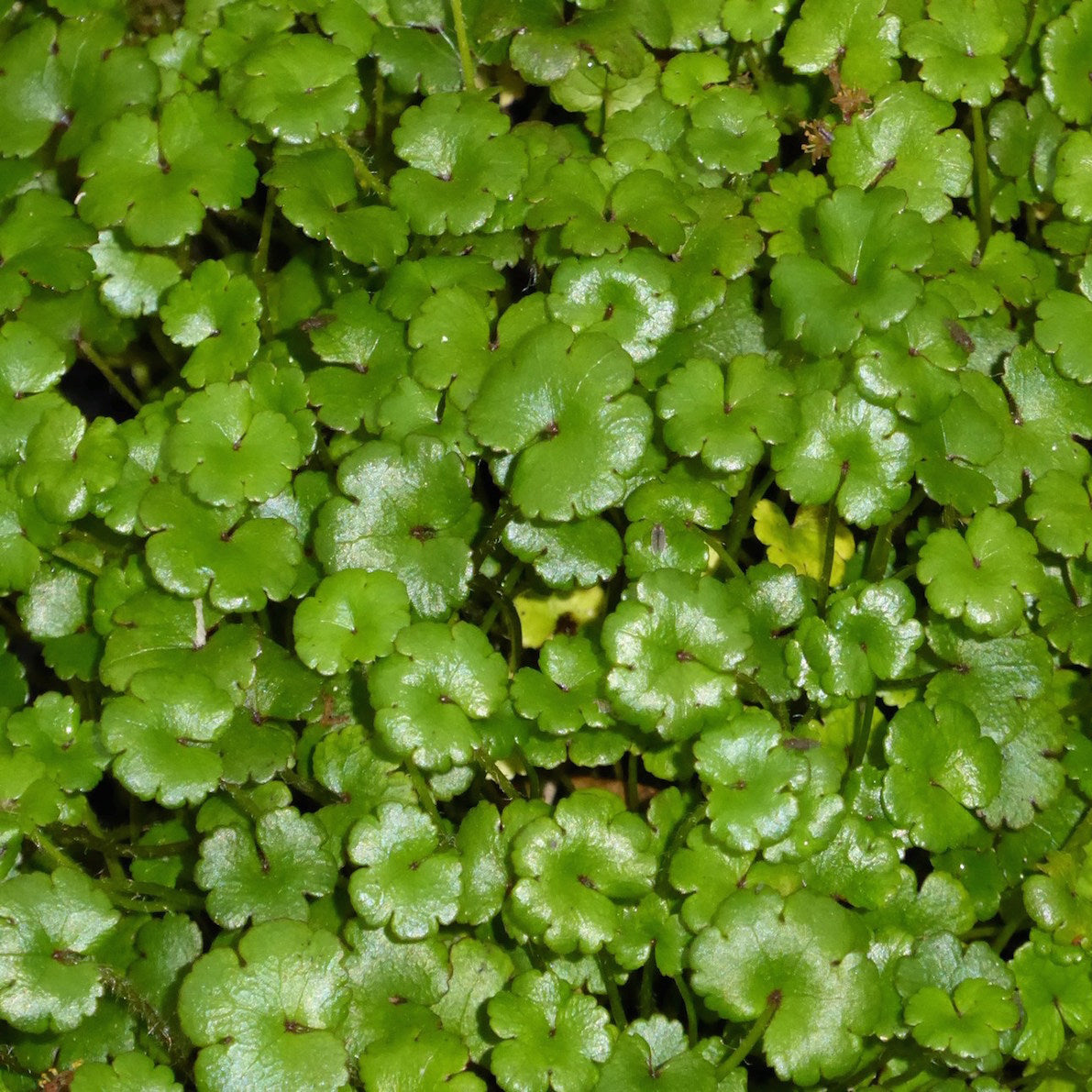 Miniature Pennywort-(Hydrocotyle nova zealand)