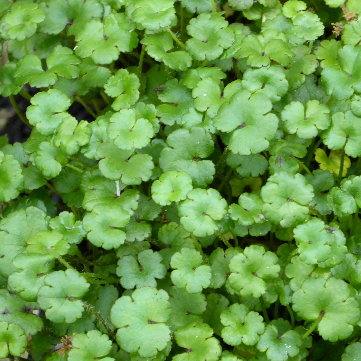 Miniature Pennywort-(Hydrocotyle nova zealand)