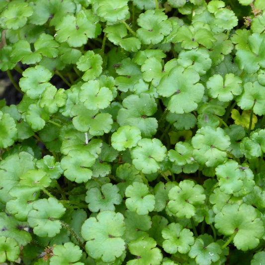 Miniature Pennywort | Hydrocotyle nova zealand