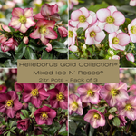 Collage of Helleborus Gold Collection Mixed Ice N' Roses flowers in pink and purple with a label indicating the product details.