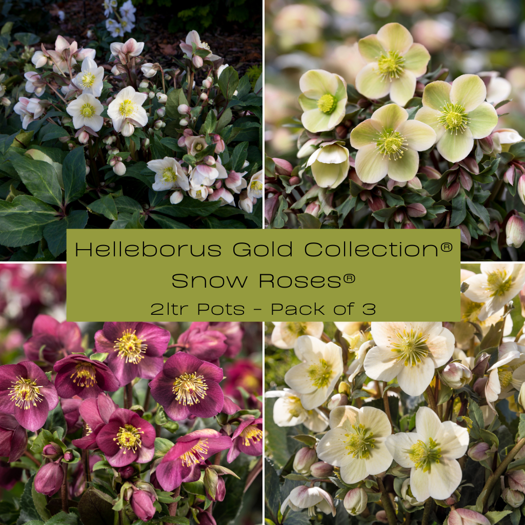 Helleborus HGC® Snow Roses® Collection