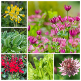 Moisture-Loving Garden Collection