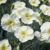 Dianthus Cocktail Collection