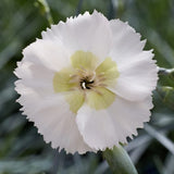 Dianthus Cocktail Collection