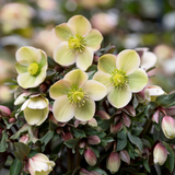 Helleborus HGC® Snow Roses® Collection