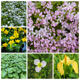 Native Wildlife Value Pack