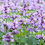 Nepeta Catnip Purple Flower Perennial - Plants for Ponds