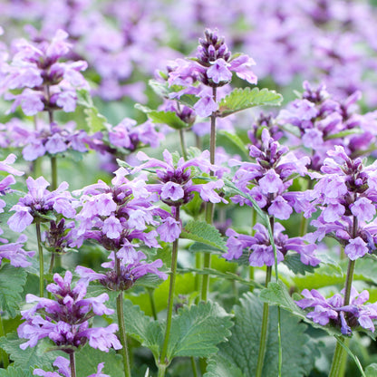 Nepeta Catnip Purple Flower Perennial - Plants for Ponds