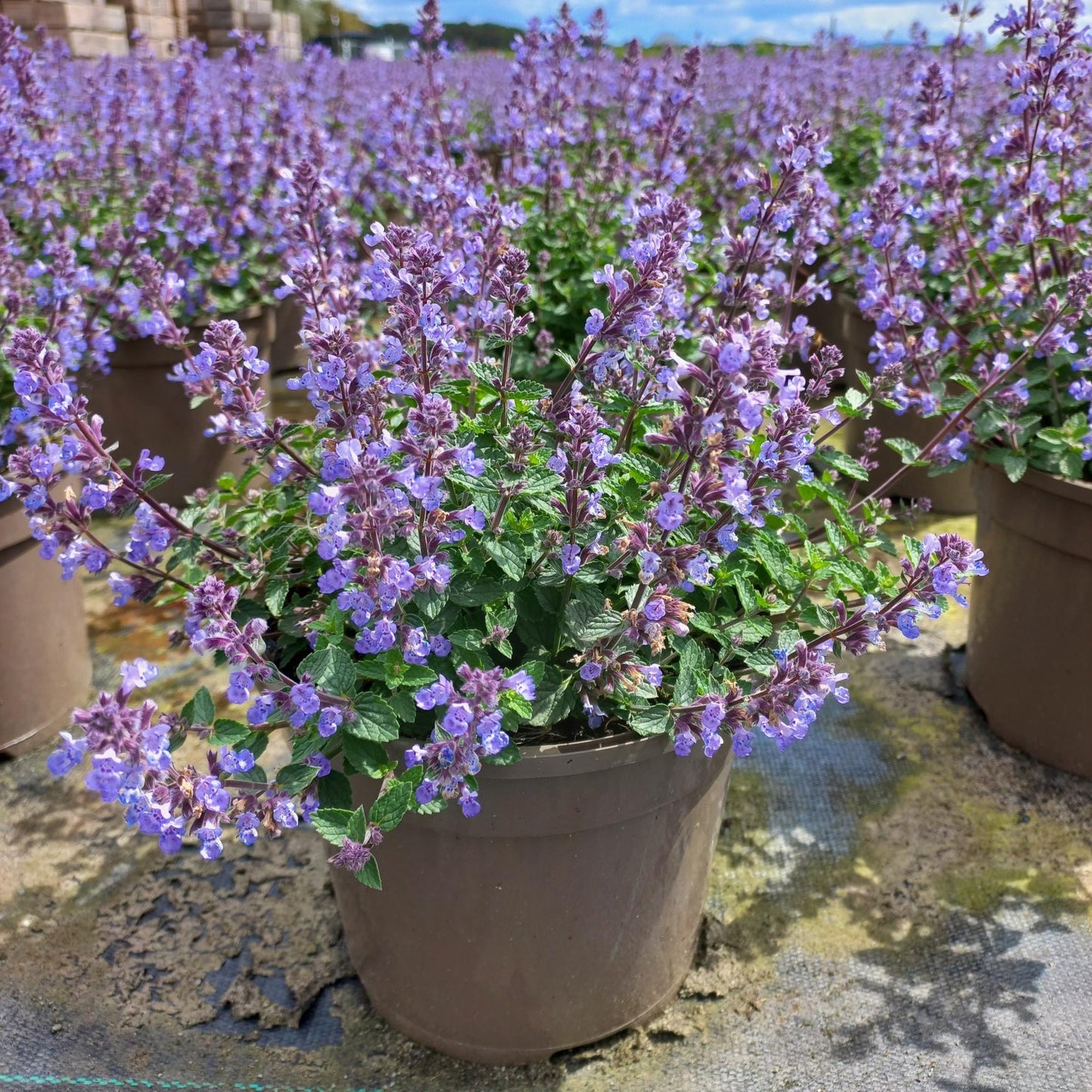 Nepeta (Catnip) - Flowering Perennial - Plants for Ponds