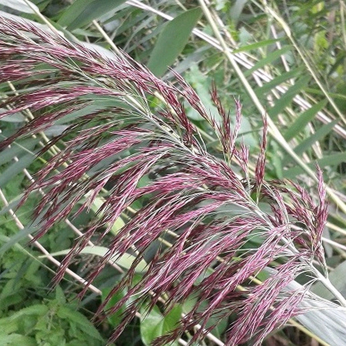 Common Reed | Phragmites australis