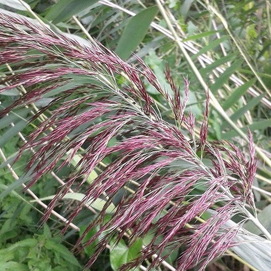 Norfolk Reed-(Phragmites australis)