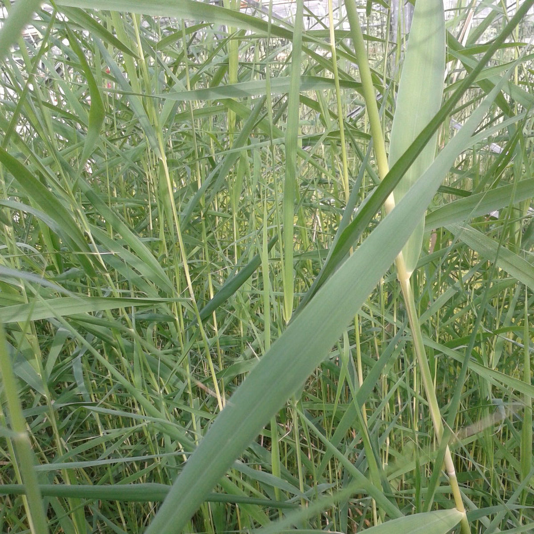 Norfolk Reed-(Phragmites australis)