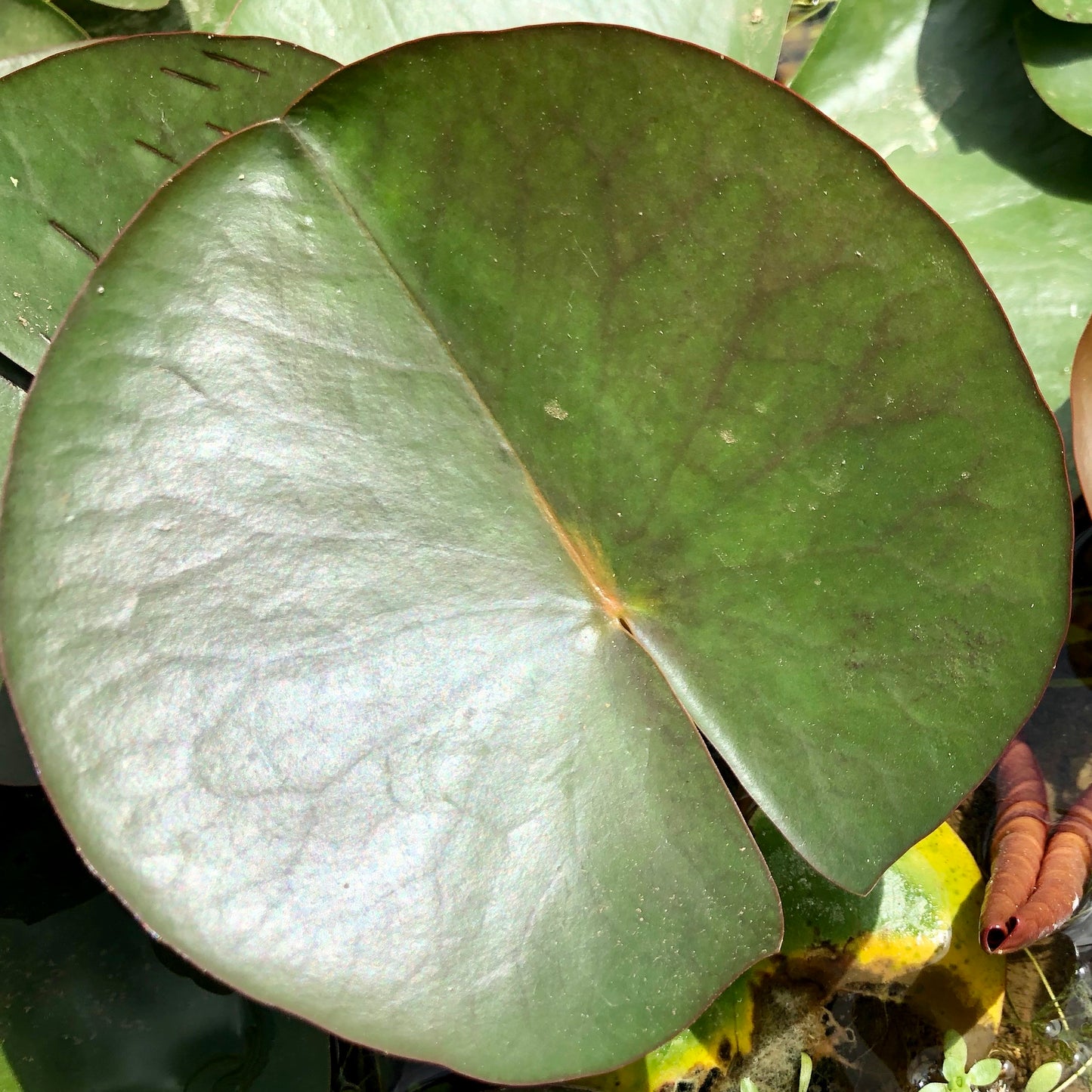 Odorata Firecrest Waterlily