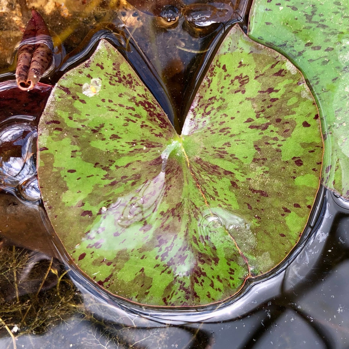 Odorata Sulphurea Waterlily