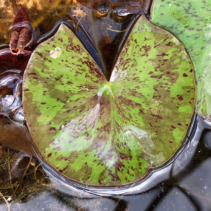 Odorata Sulphurea Waterlily