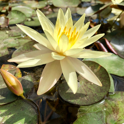 Odorata Sulphurea Waterlily