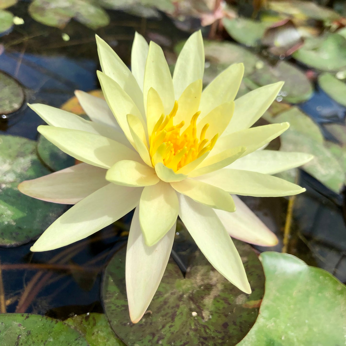 Odorata Sulphurea Waterlily